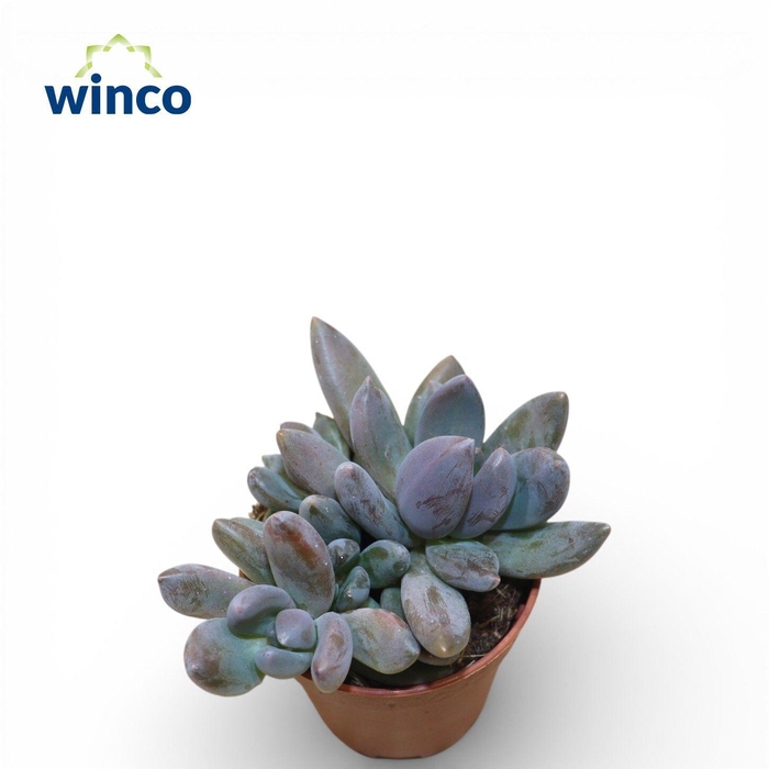 <h4>Pachyphytum Bracteosum Fitkai (Group)</h4>