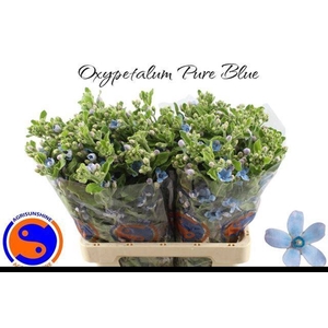 Oxypetalum Pure Blue Agrisunshine