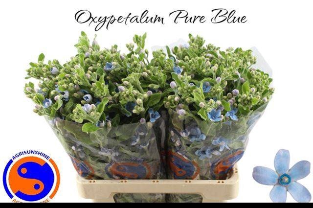 <h4>Oxypetalum Pure Blue Agrisunshine</h4>