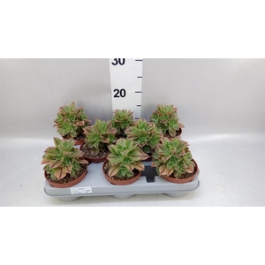 Aeonium   ...