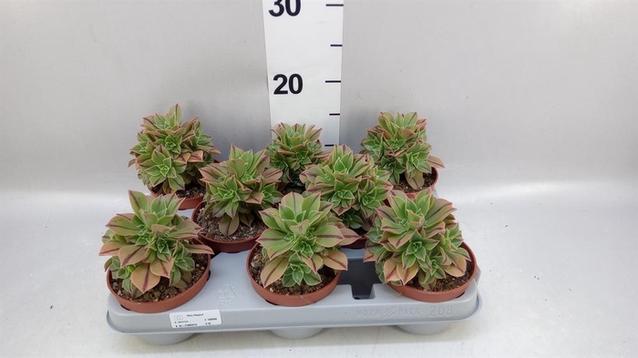 <h4>Aeonium   ...</h4>