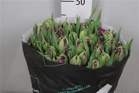 <h4>Tu Du Paars</h4>