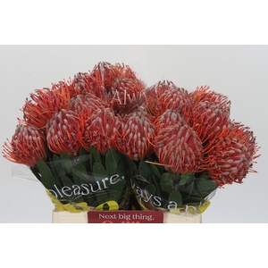 Nutans Scarlet Ribbon