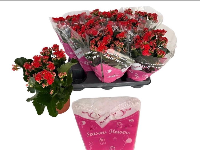 <h4>KAL GE PERFECTA RED</h4>