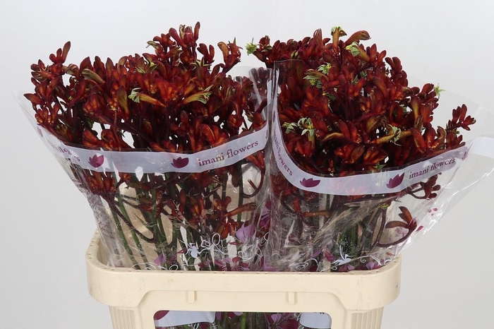 <h4>Anigozanthos Early Spring</h4>
