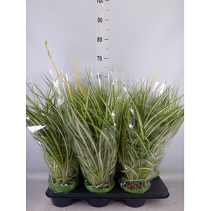 Chlorophytum com. 'Vittatum'