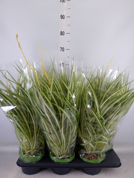 <h4>Chlorophytum com. 'Vittatum'</h4>