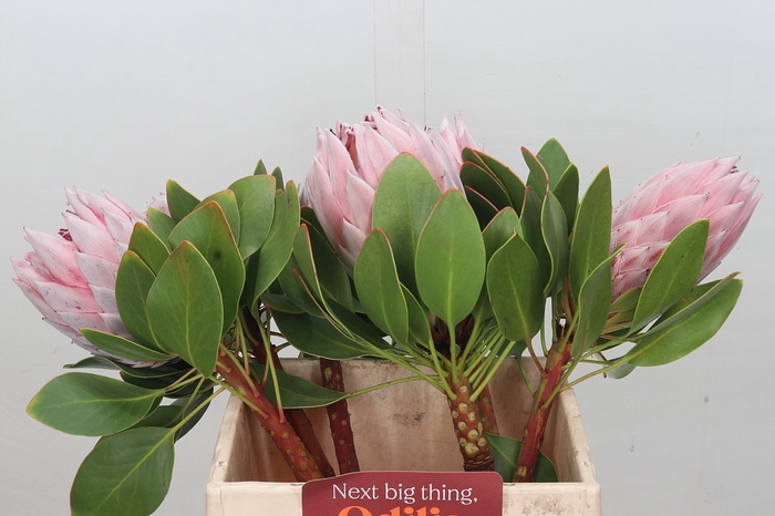 <h4>Protea Cynaroides</h4>