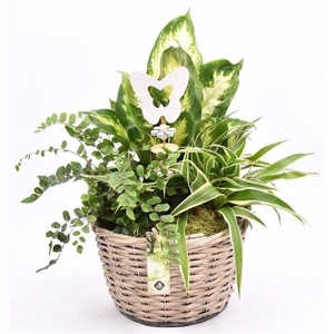 Wilg mand grijs met oor 23cm