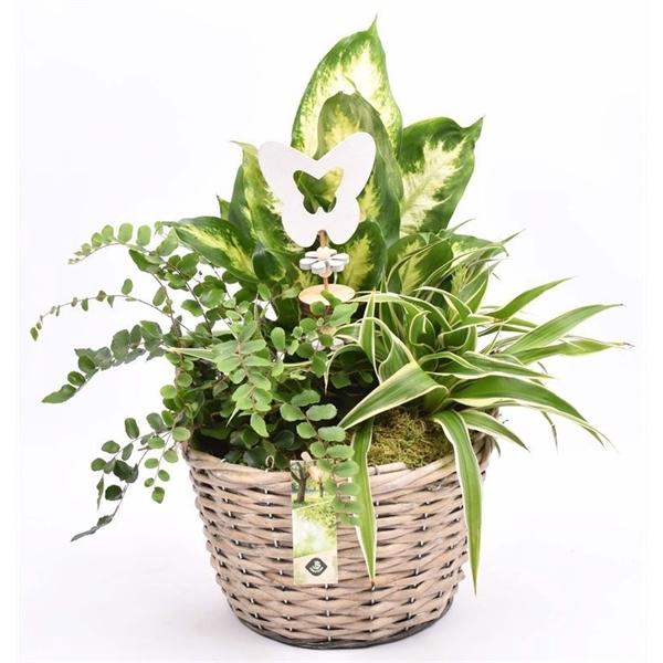 <h4>Wilg mand grijs met oor 23cm</h4>