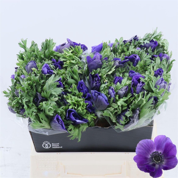 <h4>Anemone Galil Blauw</h4>