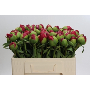 Paeonia Command Performance XXL