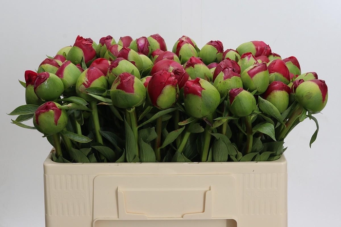 <h4>Paeonia Command Performance Xxl</h4>