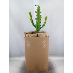 Euphorbia   ...