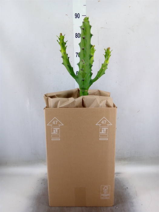 <h4>Euphorbia   ...</h4>