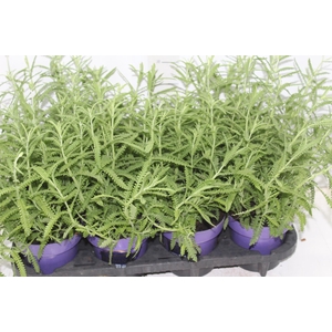 LAVANDULA ANGUSTIFOLIA P15