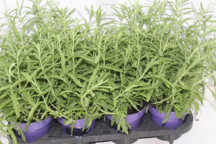 <h4>LAVANDULA ANGUSTIFOLIA P15</h4>