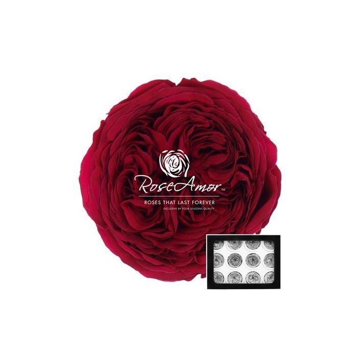 <h4>Amelia Pin05</h4>