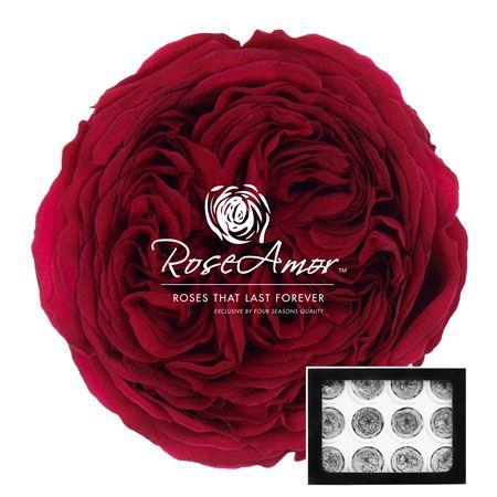 <h4>Amelia Pin05</h4>