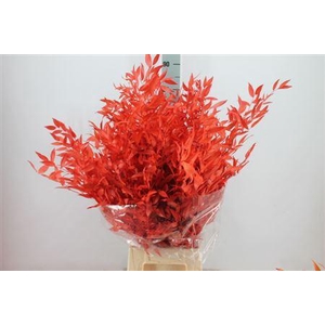 Ruscus Preserved Rood
