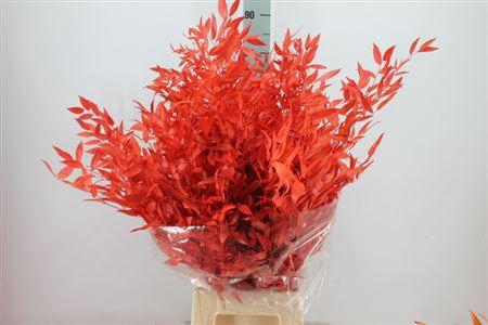 <h4>Ruscus Preserved Rood</h4>