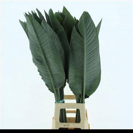 <h4>Strelit Blad</h4>