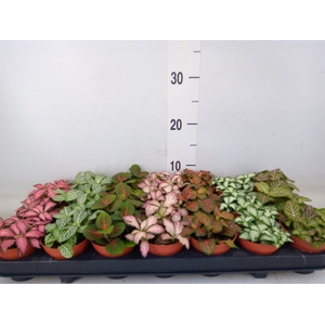 Fittonia   ...mix 7