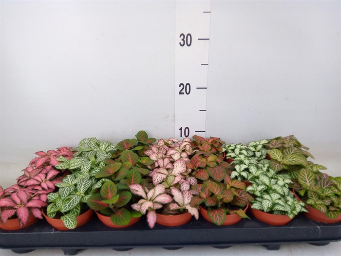 <h4>Fittonia   ...mix 7</h4>