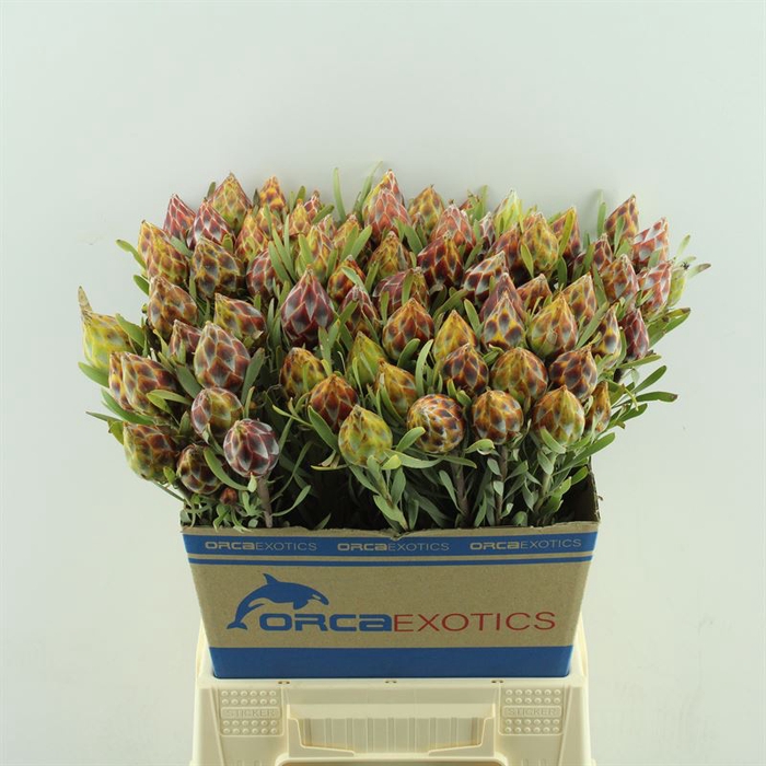 <h4>Leucadendron Rubrum Plumosum</h4>