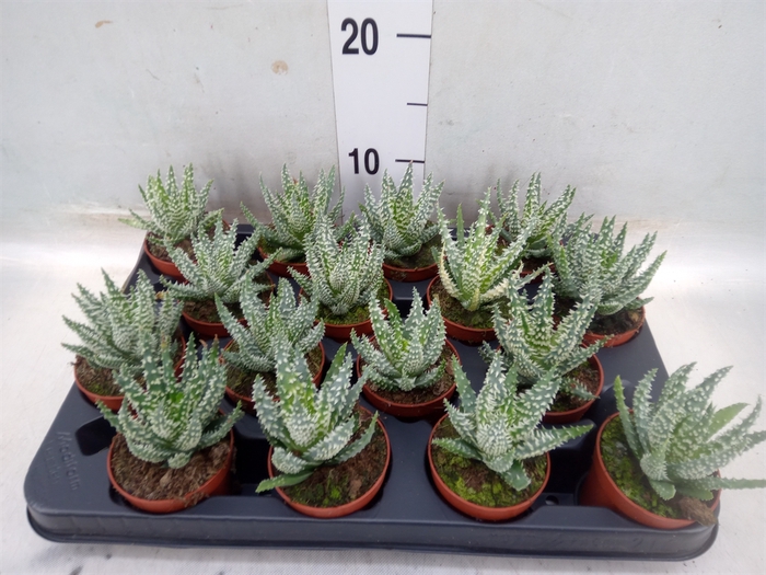 <h4>Aloe humilis</h4>