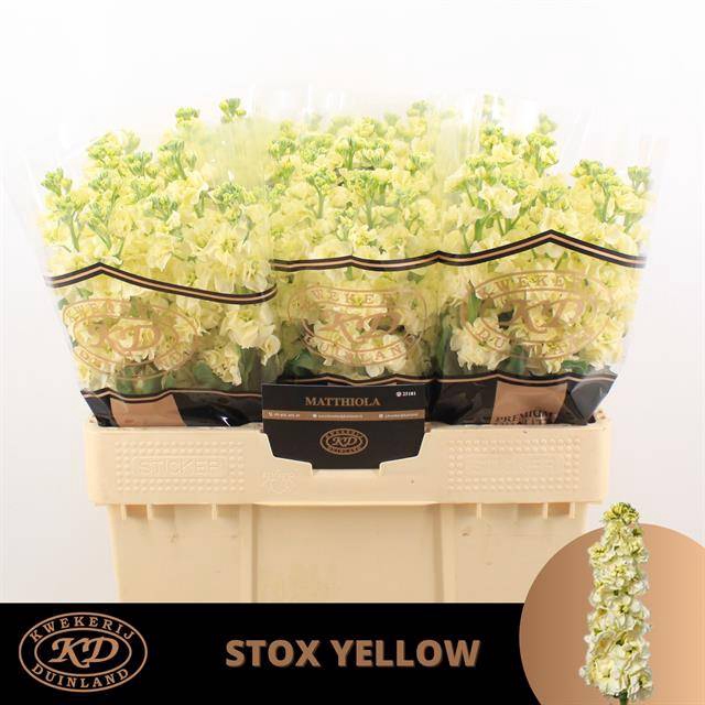 <h4>Matth Stox Yellow</h4>