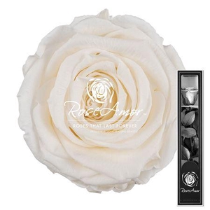 30cm Stem Cha89