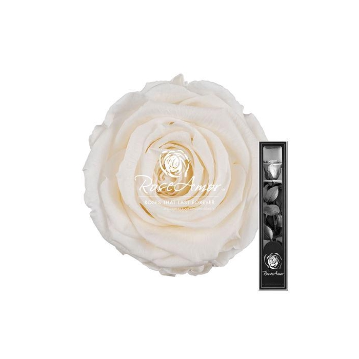 <h4>30cm Stem Cha89</h4>