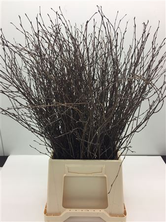 Betula naturel