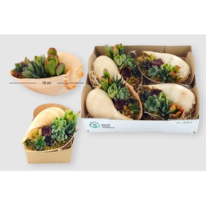 Planten  ..in schelp L%