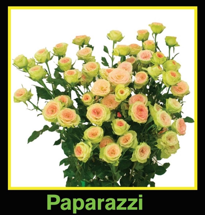 <h4>Rosa Spray Paparazzi</h4>