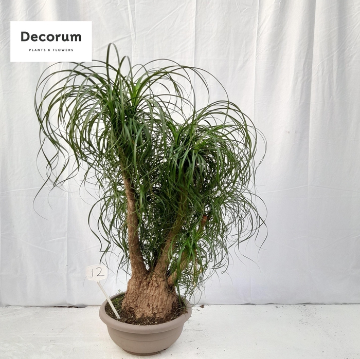 <h4>Beaucarnea vertakt op nummer 12</h4>