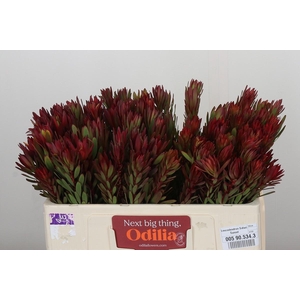 Leucadendron Safari Sunset