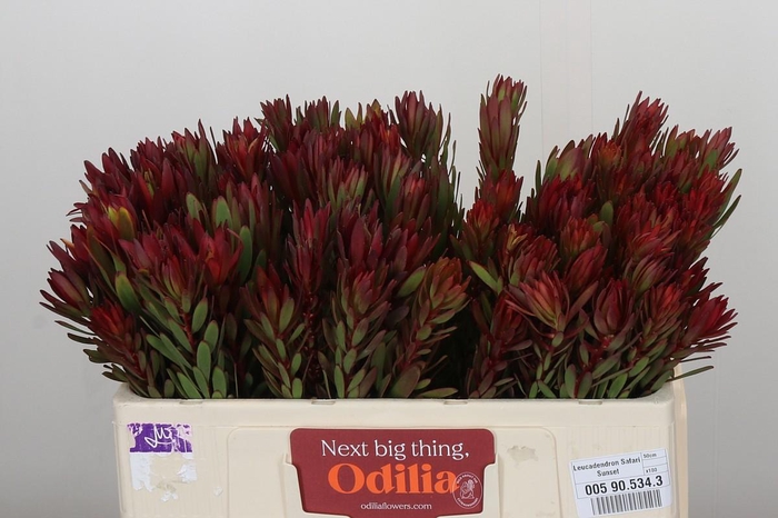 <h4>Leucadendron Safari Sunset</h4>