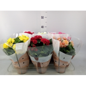 Begonia elat. DU   ...mix