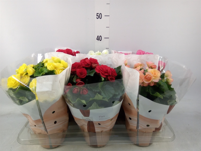 <h4>Begonia elat. DU   ...mix</h4>