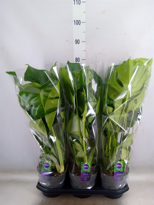 <h4>Monstera delic.</h4>