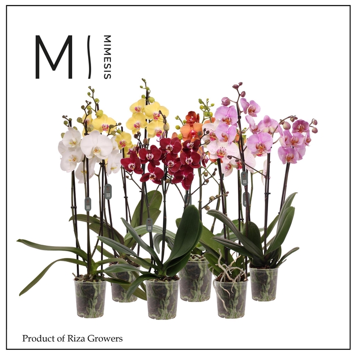 <h4>Phalaenopsis Mix 3 spike - 12cm | Mimesis</h4>