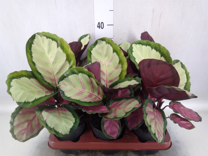 Calathea roseopicta 'Rosy'