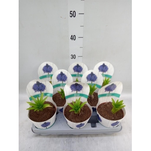 Scilla peruviana 'Caribbean Jewels'