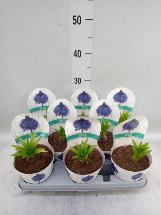 <h4>Scilla peruviana 'Caribbean Jewels'</h4>