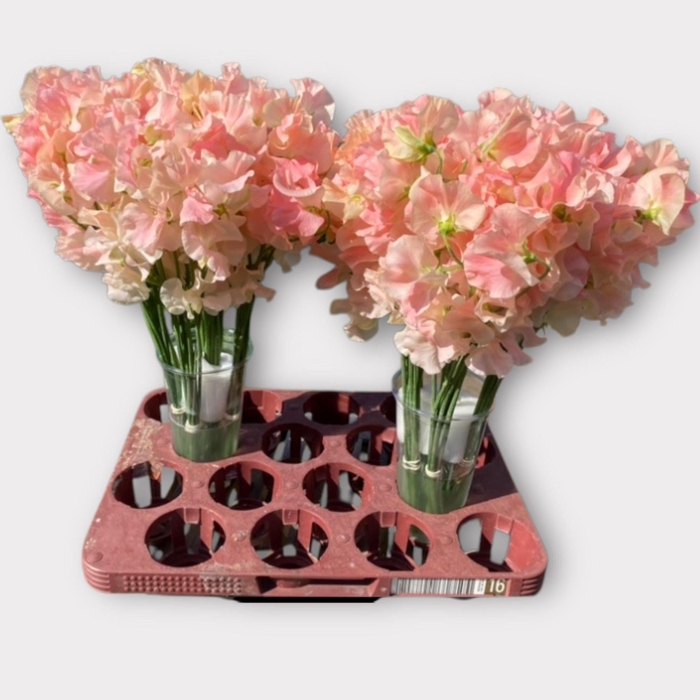 <h4>LATHYR ROM SALM</h4>