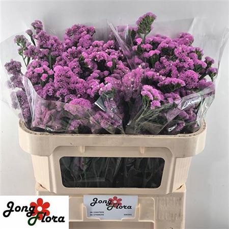 <h4>Limonium sinuatum Musical Wings</h4>