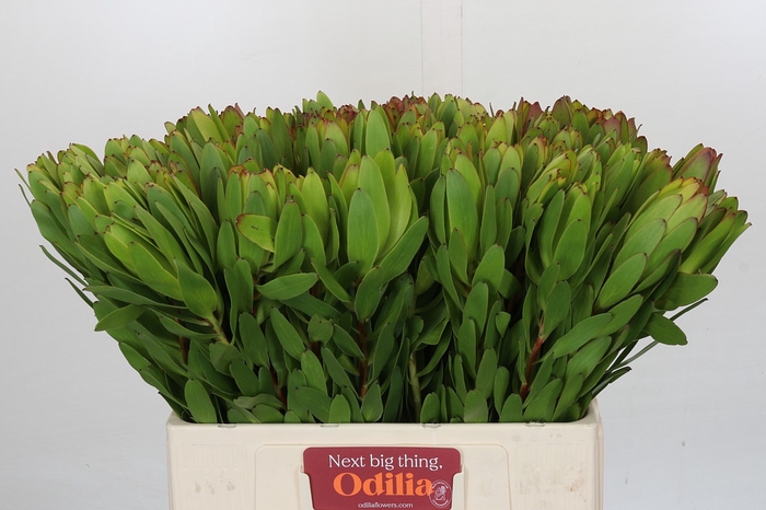 <h4>Leucadendron Goldstrike</h4>