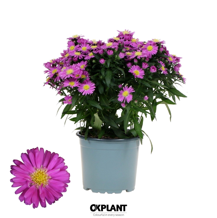 <h4>Aster Starletta Serie pink</h4>